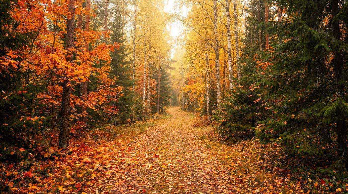 Finnish autumn forest